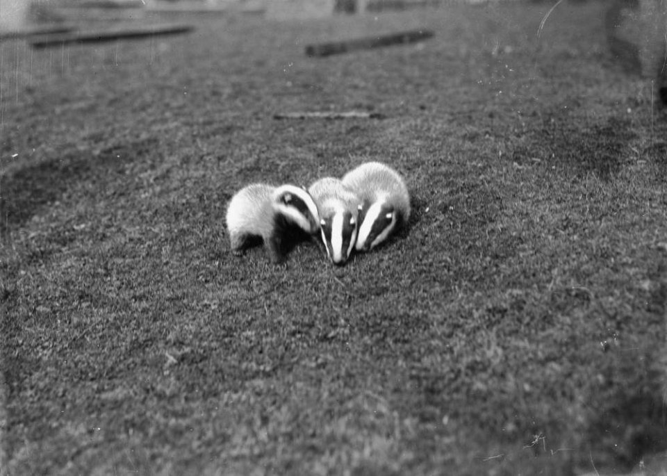 Badger cubs (1294897)