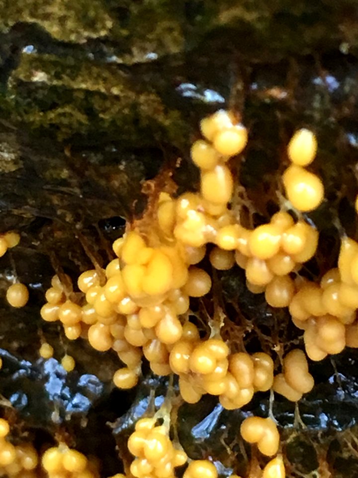 Badhamia utricularis 58573726