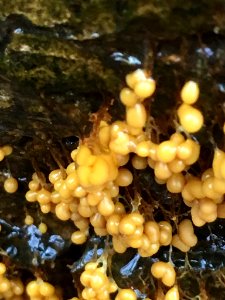 Badhamia utricularis 58573726