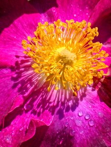 Rose bee pollen plant