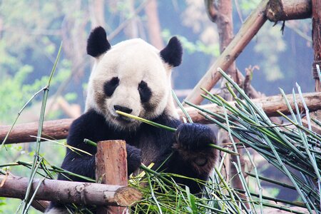 Panda research base animal