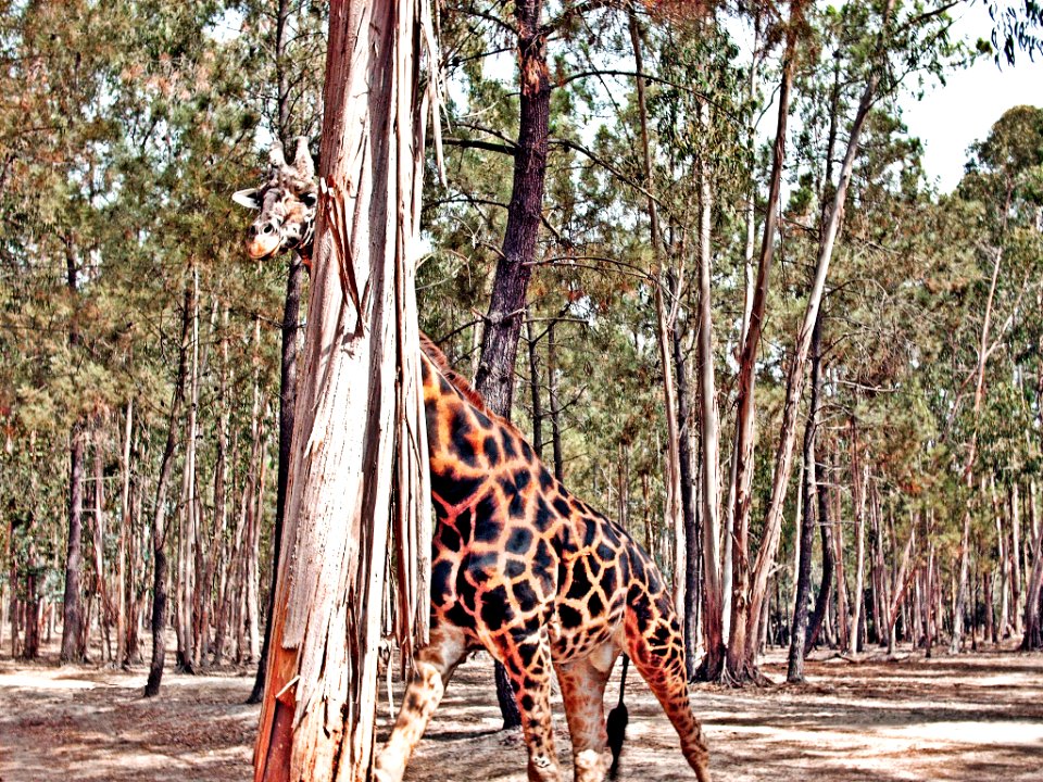 Badoca Hidden Giraffe (202603291)