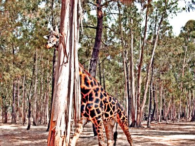 Badoca Hidden Giraffe (202603291) photo