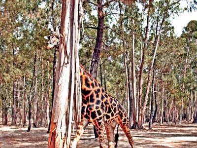 Badoca Hidden Giraffe (202603291)