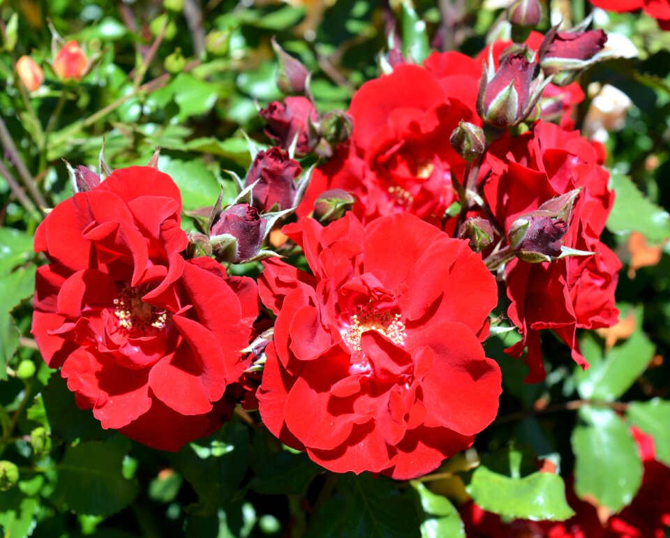 Bloom rose bloom rose blooms