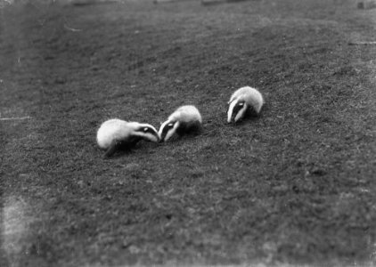 Badger cubs (1294960)