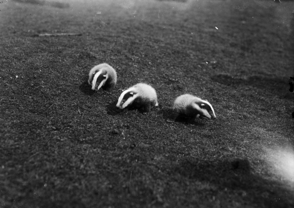 Badger cubs (1293583)