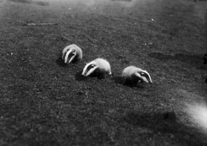 Badger cubs (1293583)