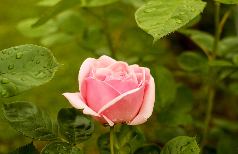 Pink garden rose nature