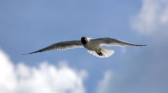 Heaven birds water bird