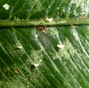 Badimiella pteridophila 33220750