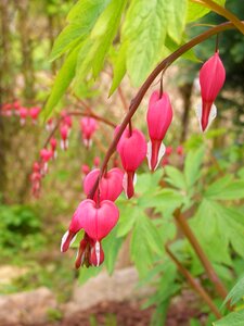Watery heart garden natural pink