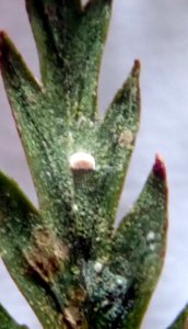 Badimiella pteridophila 76029019