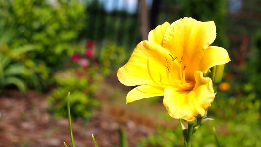Yellow blooms garden photo