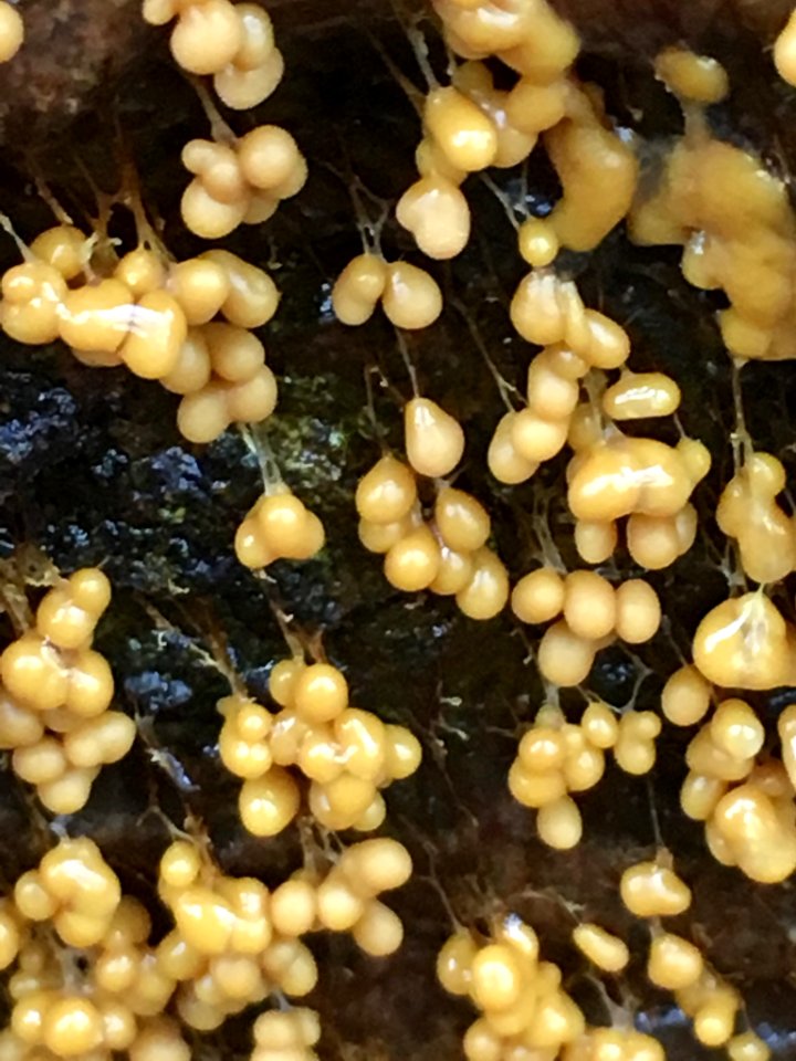 Badhamia utricularis 58573730