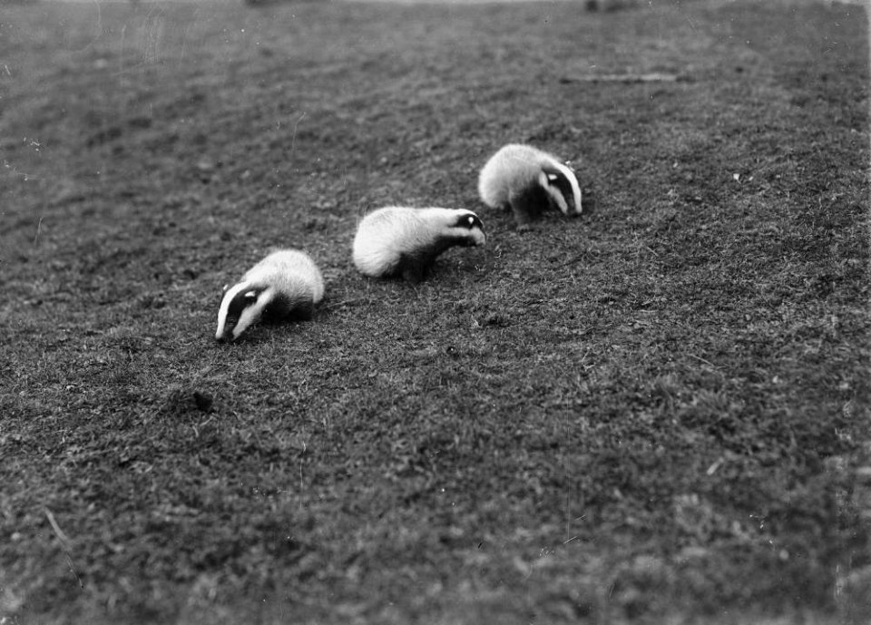 Badger cubs (1294341)