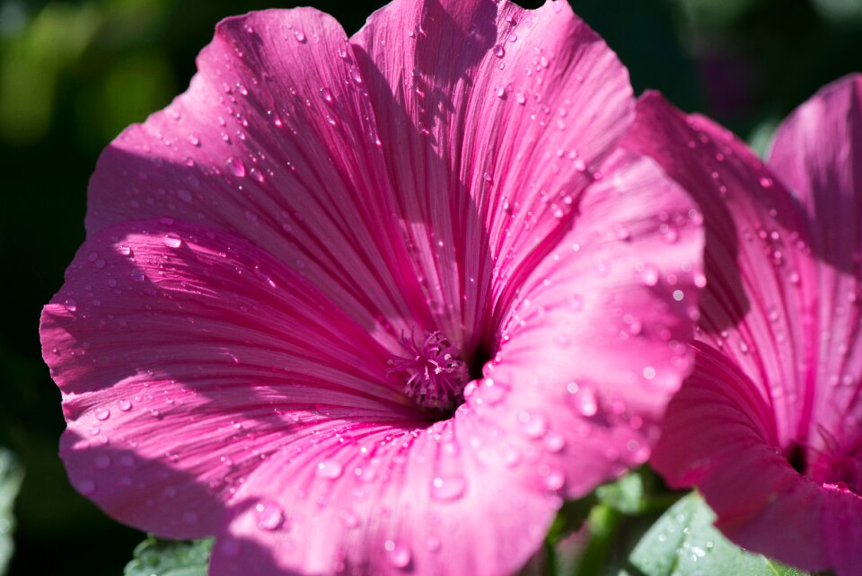 Pink flower petunia