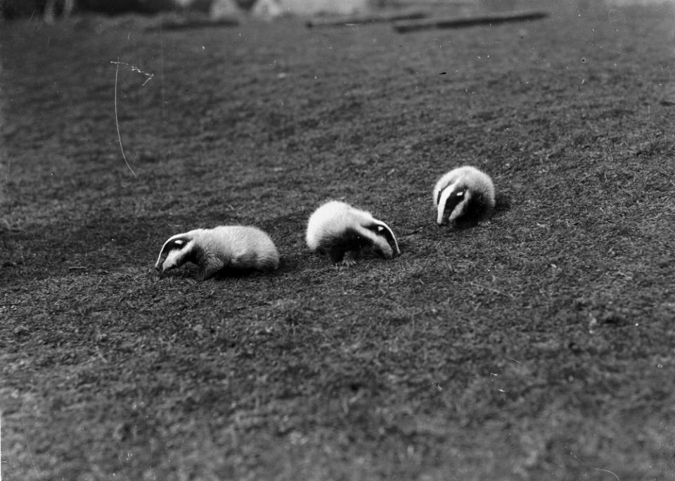 Badger cubs (1293705)