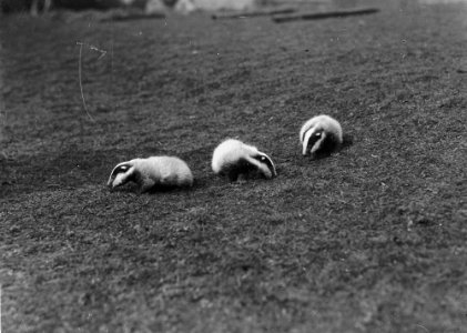 Badger cubs (1293705)