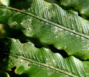 Badimiella pteridophila 33220781