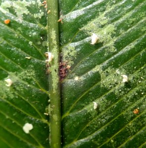 Badimiella pteridophila 33220753