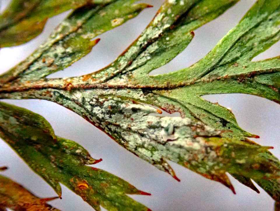 Badimiella pteridophila 29715825