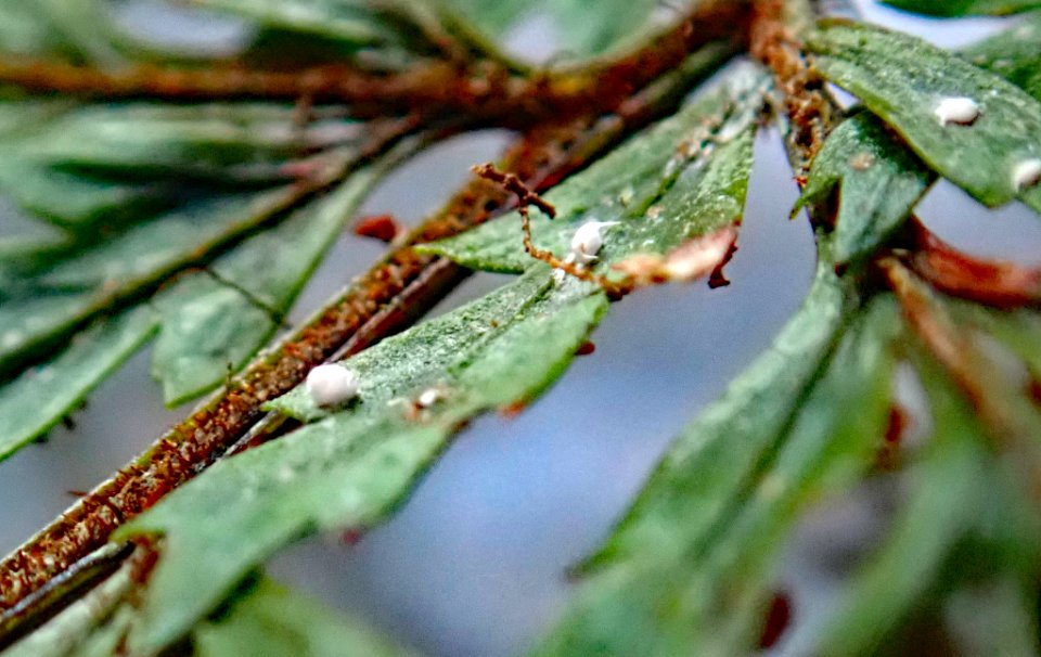 Badimiella pteridophila 29715748