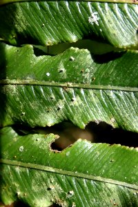 Badimiella pteridophila 33220779