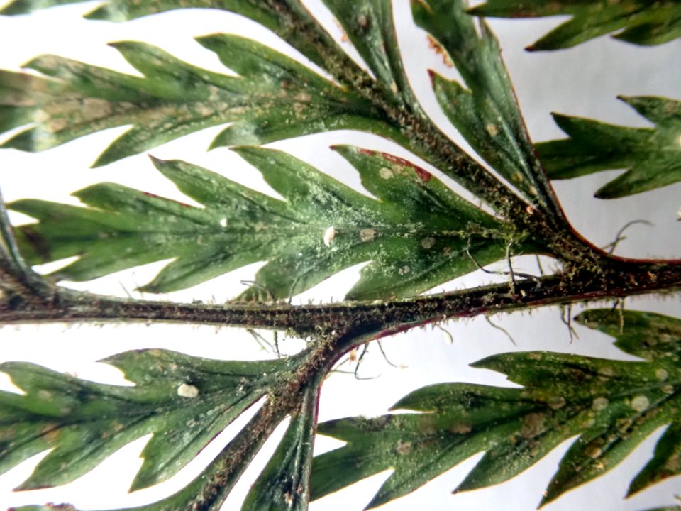 Badimiella pteridophila 76029041