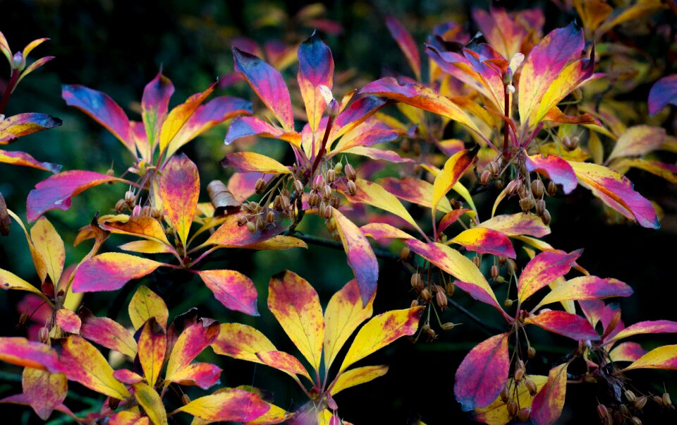 Foliage nature color