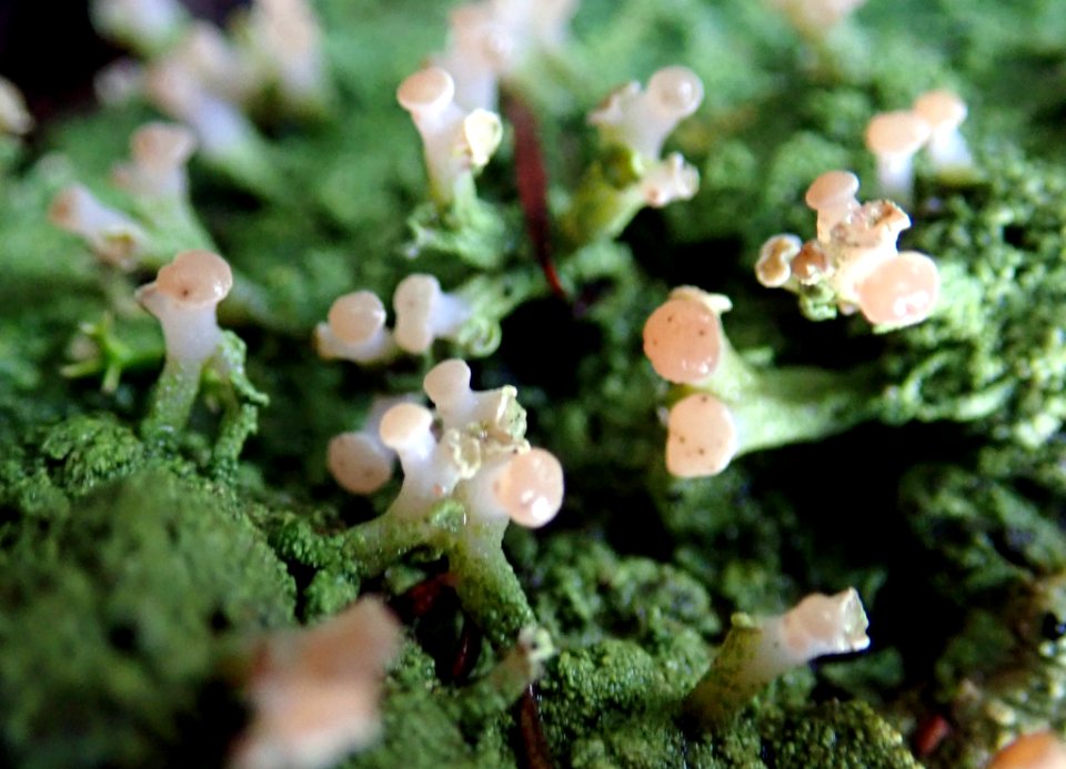 Baeomyces heteromorphus 44891058