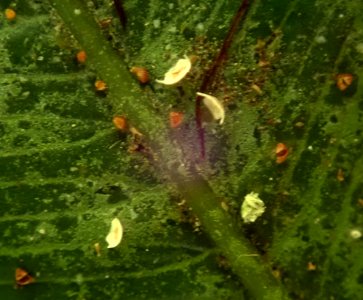 Badimiella pteridophila 33221498