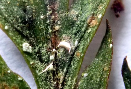 Badimiella pteridophila 76029003
