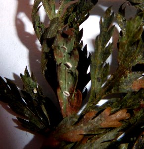 Badimiella pteridophila 7744349