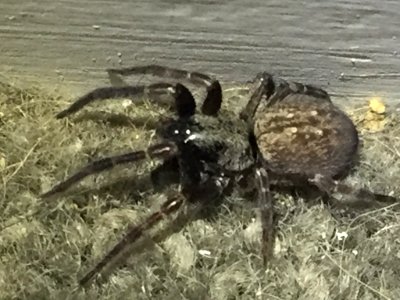 Badumna longinqua 15950640