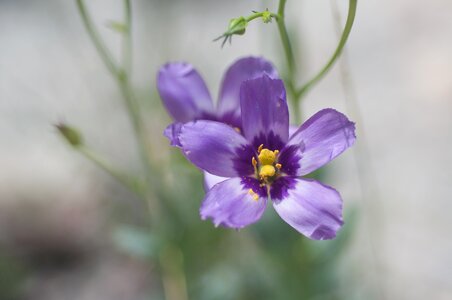 Purple flower summer photo