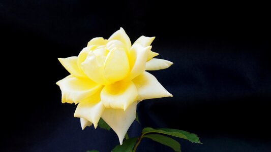 Macro nature yellow rose