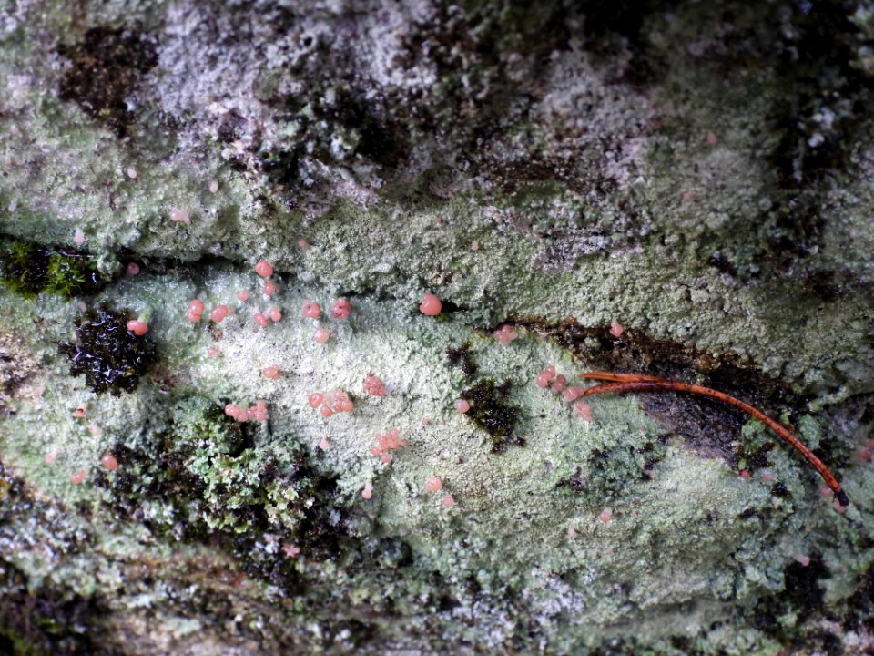 Baeomyces carneus 107984236