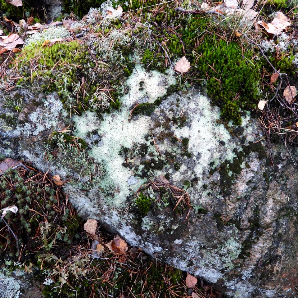 Baeomyces carneus 103262865
