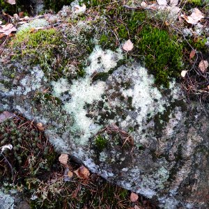Baeomyces carneus 103262865