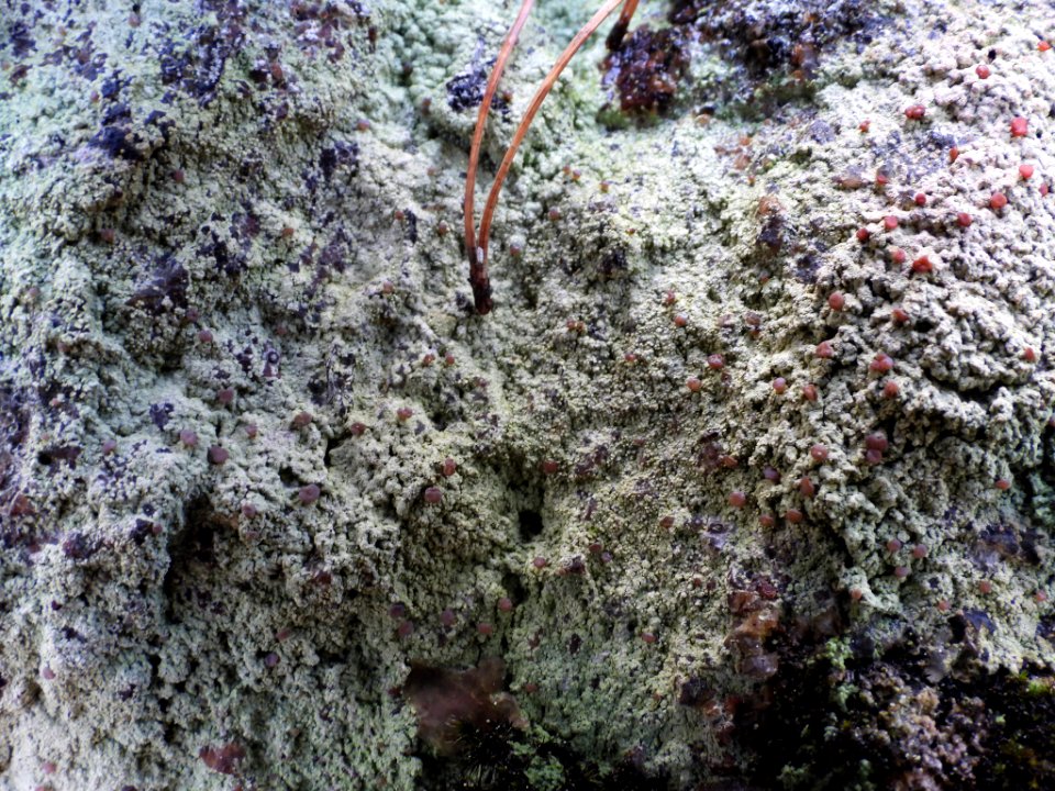 Baeomyces carneus 103262836