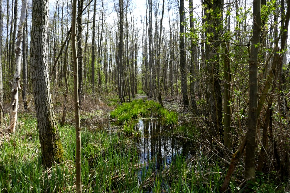 Bad Westernkotten - NSG Muckenbruch - 3
