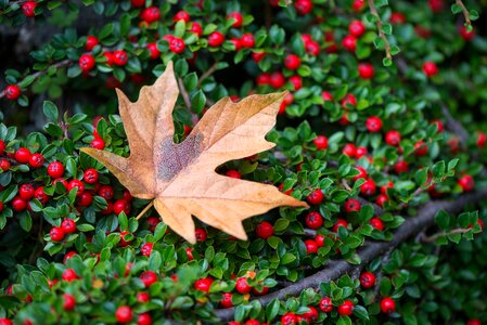 Berries leaf maple leaf
