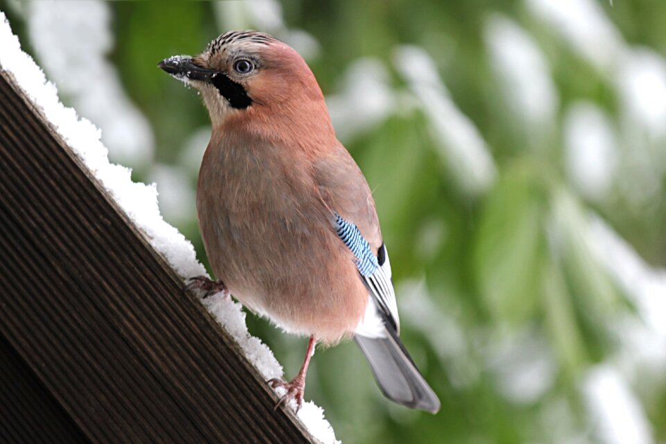 Garrulus glandarius winter garden