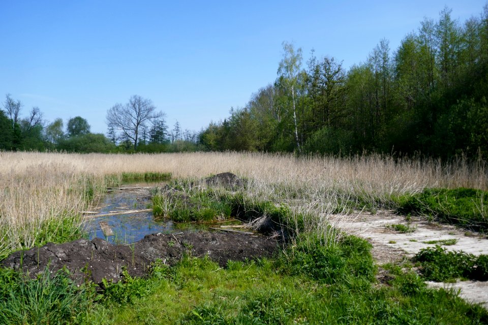 Bad Westernkotten - NSG Muckenbruch - Torfentnahmestelle