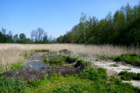 Bad Westernkotten - NSG Muckenbruch - Torfentnahmestelle