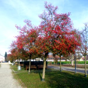 Bad Birnbach, Kurallee im Herbst, 1