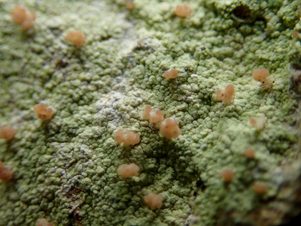 Baeomyces rufus 82809107