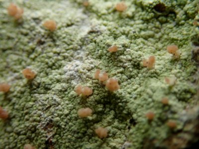 Baeomyces rufus 82809107