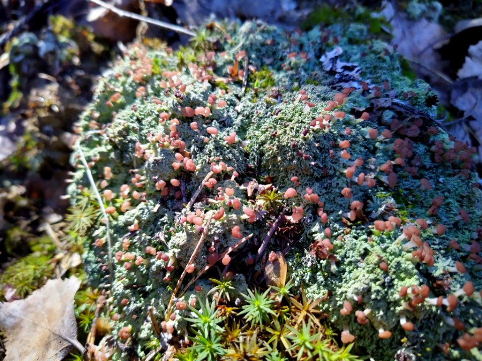 Baeomyces rufus 73159274